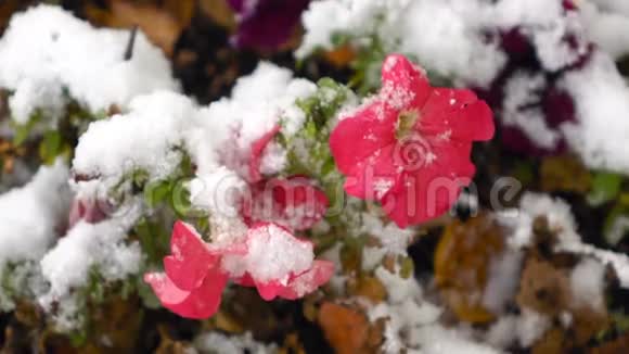 带雪的粉色花朵视频的预览图