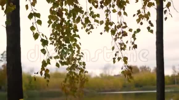 秋天的树在湖边黄色的树枝特写视频的预览图