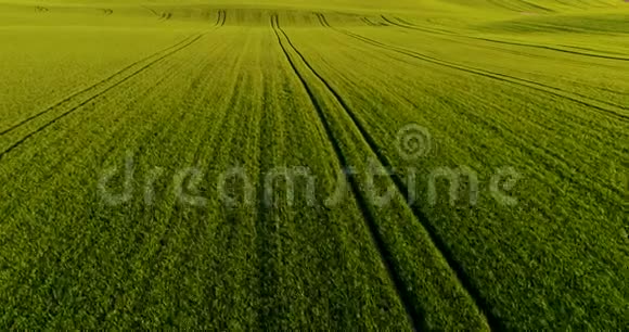 令人惊叹的空中拍摄了茂盛的绿色田野和草地在农村转基因免费麦田视频的预览图