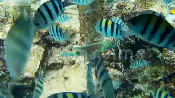 珊瑚礁上美丽的小丑鱼和其他热带鱼视频的预览图