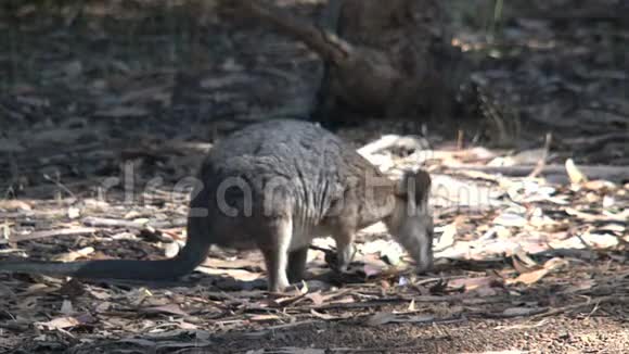 袋鼠岛澳大利亚0瓦兰比视频的预览图