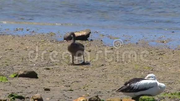 袋鼠岛澳大利亚黑天鹅一起散步视频的预览图
