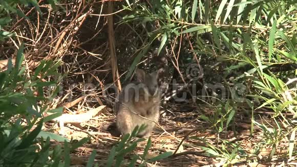 袋鼠岛澳大利亚年轻的瓦拉比视频的预览图
