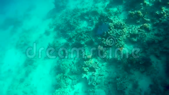 珊瑚礁上美丽的小丑鱼和其他热带鱼视频的预览图