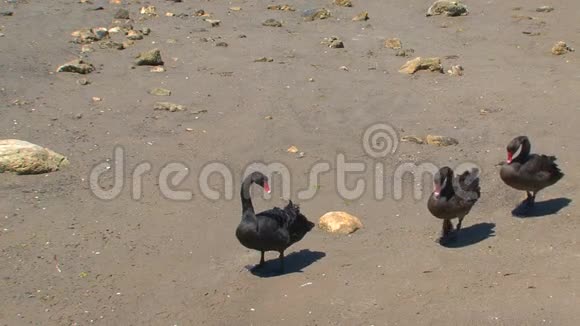 袋鼠岛澳大利亚黑天鹅一起散步视频的预览图