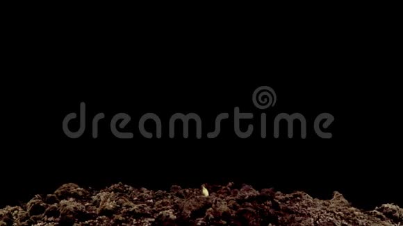 鹰嘴豆种子在黑色背景下发芽视频的预览图