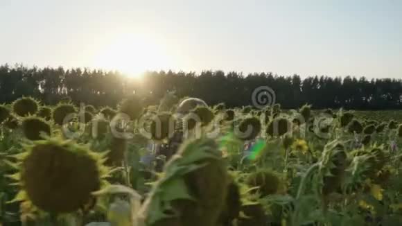 小女孩在向日葵之间奔跑视频的预览图