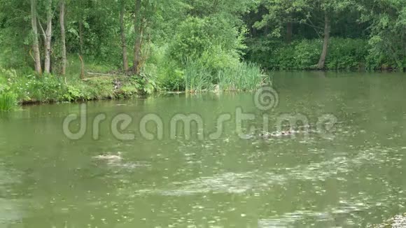 在森林里的湖鸭子在游泳露天的浅雨视频的预览图