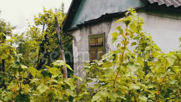 在长满醋栗的灌木丛旁边的老剥落的房子视频的预览图