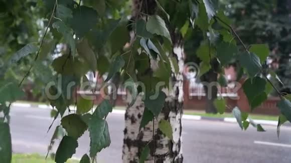 在特维尔地区的Rzev省镇相当街道上的幼桦树碎片视频的预览图