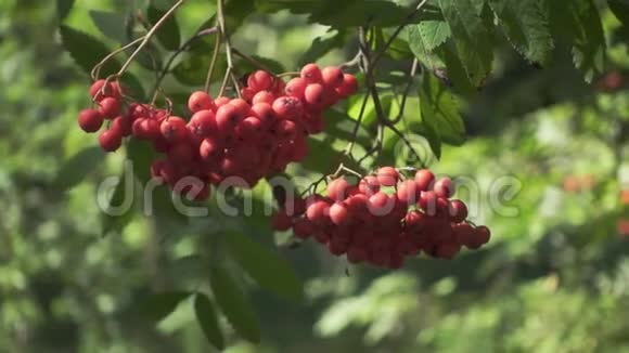 森林中的青枝山灰树上成熟的罗旺浆果视频的预览图