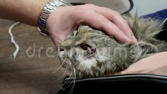 手术台上的猫这只动物从结膜炎上擦去兽医诊所医生和病人视频的预览图