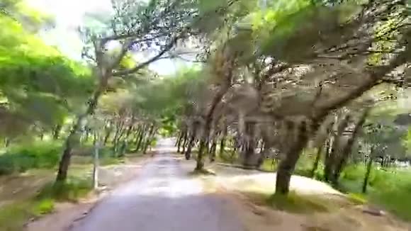 森林中的道路Dashcam景观视频的预览图