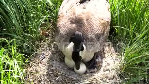 美丽的加拿大鹅蛋视频的预览图