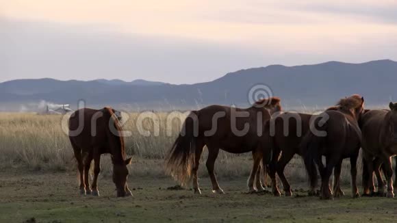 晚上背景是蒙古包的马视频的预览图