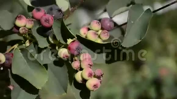 在阳光明媚的春天在花园中的未成熟的北方高布什蓝莓伞属植物近景拍摄视频的预览图