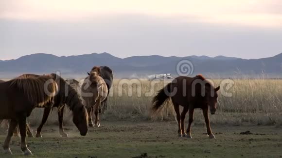在蒙古包的背景上马追逐另一匹马视频的预览图