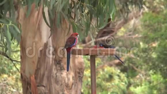 澳大利亚袋鼠岛2只小红鸟视频的预览图