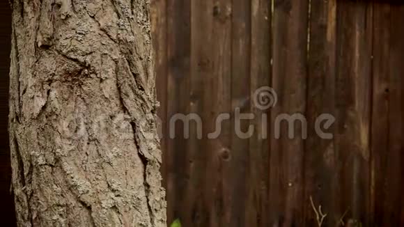 木栅栏背景上的松树树皮视频的预览图