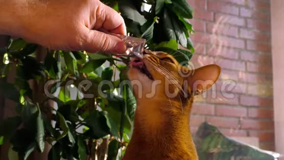 阿比西尼亚猫吃奶油汤视频的预览图