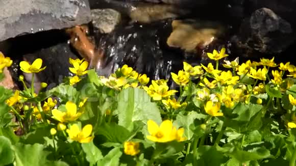 丹佛植物园的花朵和水视频的预览图