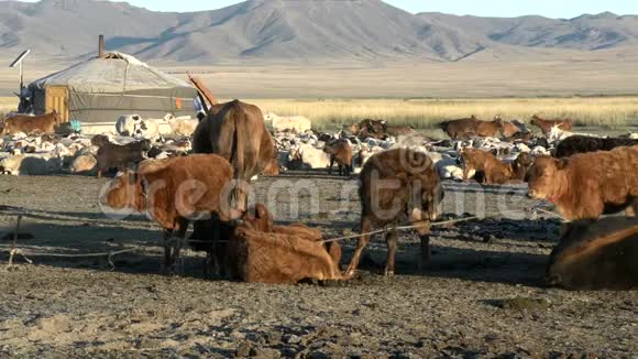 早晨一只蒙古游牧民族的羊在一只羊的面前被在一起视频的预览图