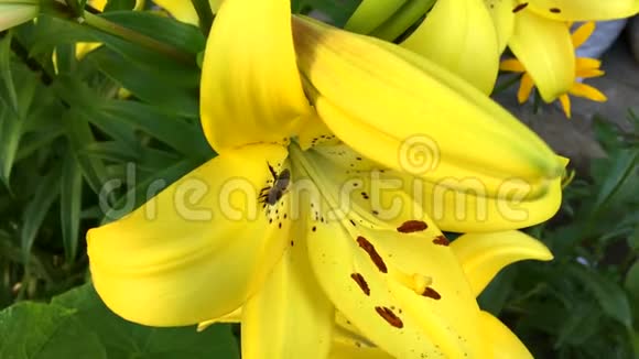 蜜蜂在黄色开花的百合上采集花蜜视频的预览图