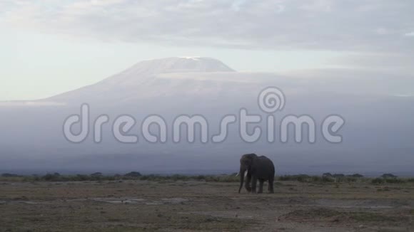在肯尼亚的大草原上行走的大象视频的预览图