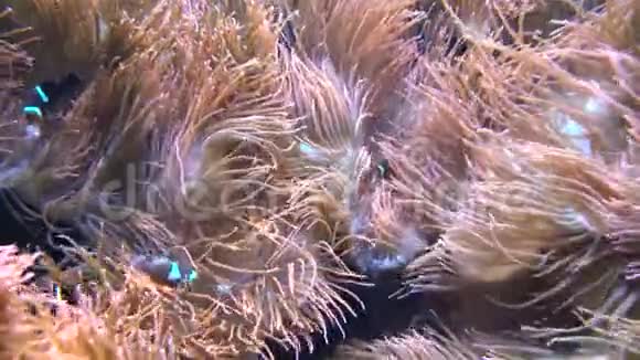 海葵和Ocellaris小丑鱼视频的预览图