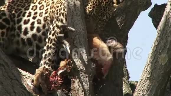 猎豹食用另一种动物的录像视频的预览图
