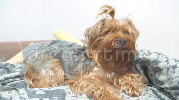 毛茸茸的狗约克郡猎犬躺在床上慢动作视频宠物生活方式老狗视频的预览图
