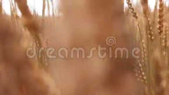 自然风光金色麦秆在农田视频的预览图