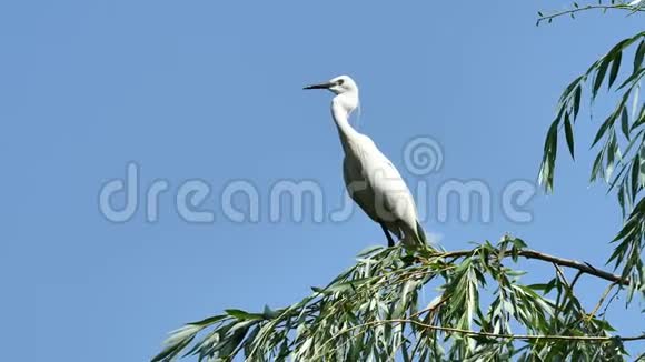 白色的白鹭坐在有蓝天背景的柳树上警觉地环顾四周大白鹭降落在树顶上视频的预览图