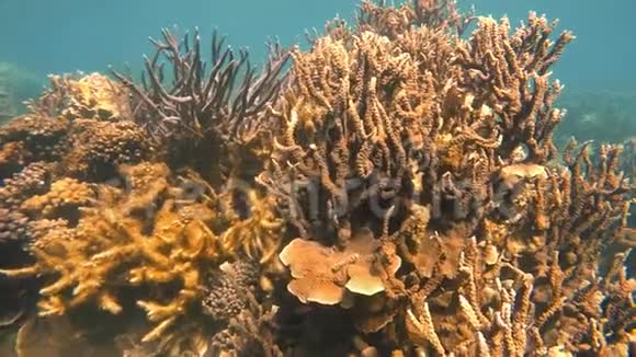 在水下拍摄一个分枝珊瑚视频的预览图