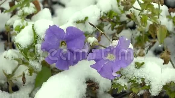 带雪的蓝色花朵视频的预览图