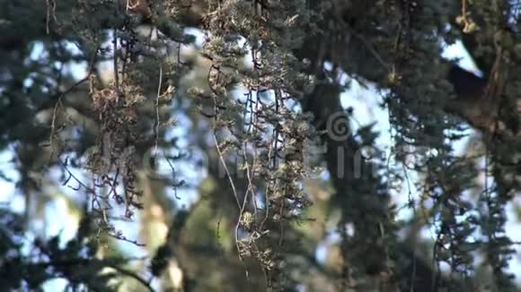 庙城公园松树枝视频的预览图