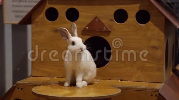 宠物动物园里的白兔视频的预览图
