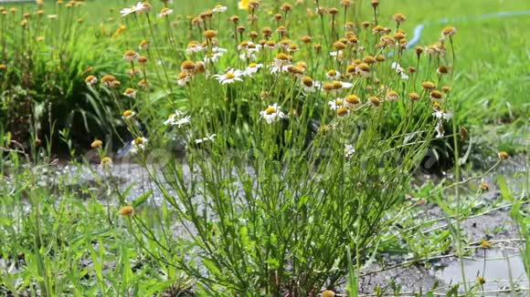 干燥的雏菊生长在花园或公园里视频的预览图