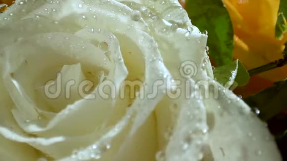 早晨的阳光下有水滴的白玫瑰一束鲜花特写视频的预览图
