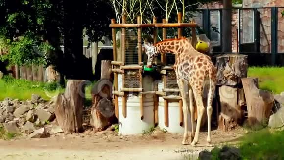 一群年轻的非洲长颈鹿在散步视频的预览图
