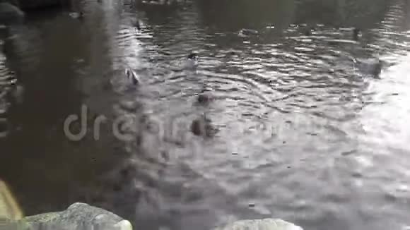 马拉德鸭子和加拿大鹅在池塘里享受他们的时光视频的预览图