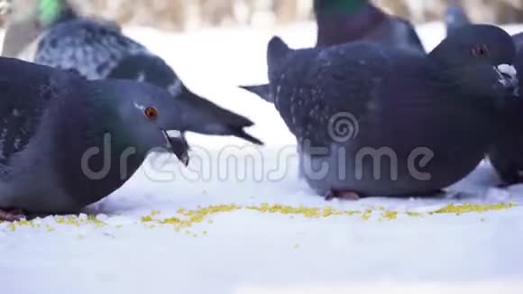 在雪地里吃鸽子的特写镜头冬天喂鸽子种子鸽子在寒冷的雪上连续啄食谷物视频的预览图