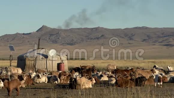 早晨蒙古游牧民族的一家人在一只酸奶前面放着牛绵羊和山羊炉子里放着烟视频的预览图