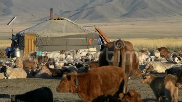 早晨在蒙古游牧民族的一个耶尔特家族的门前从奶牛绵羊和山羊上关门视频的预览图