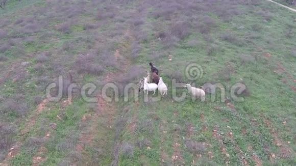 羊和山羊在田野里奔跑视频的预览图