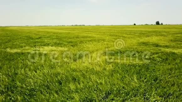 大青麦场上的气针绿色麦田景观视频的预览图