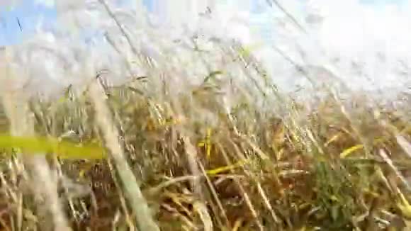 秋天的森林和蓝天背景上的黄色草穗视频的预览图