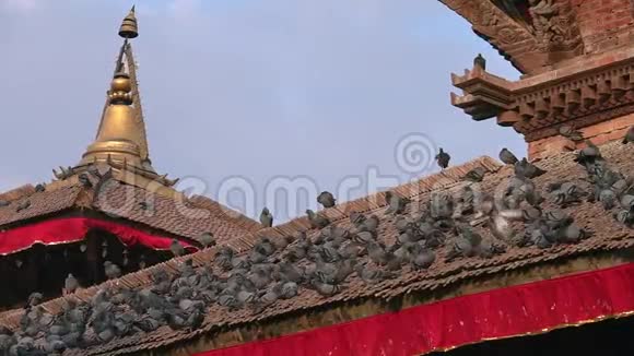 尼泊尔加德满都杜巴尔广场的屋顶上坐着鸽子视频的预览图