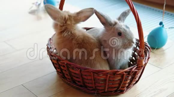复活节快乐兔子在篮子里视频的预览图