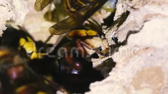 欧洲黄蜂维斯帕蟹修复受损的巢视频的预览图